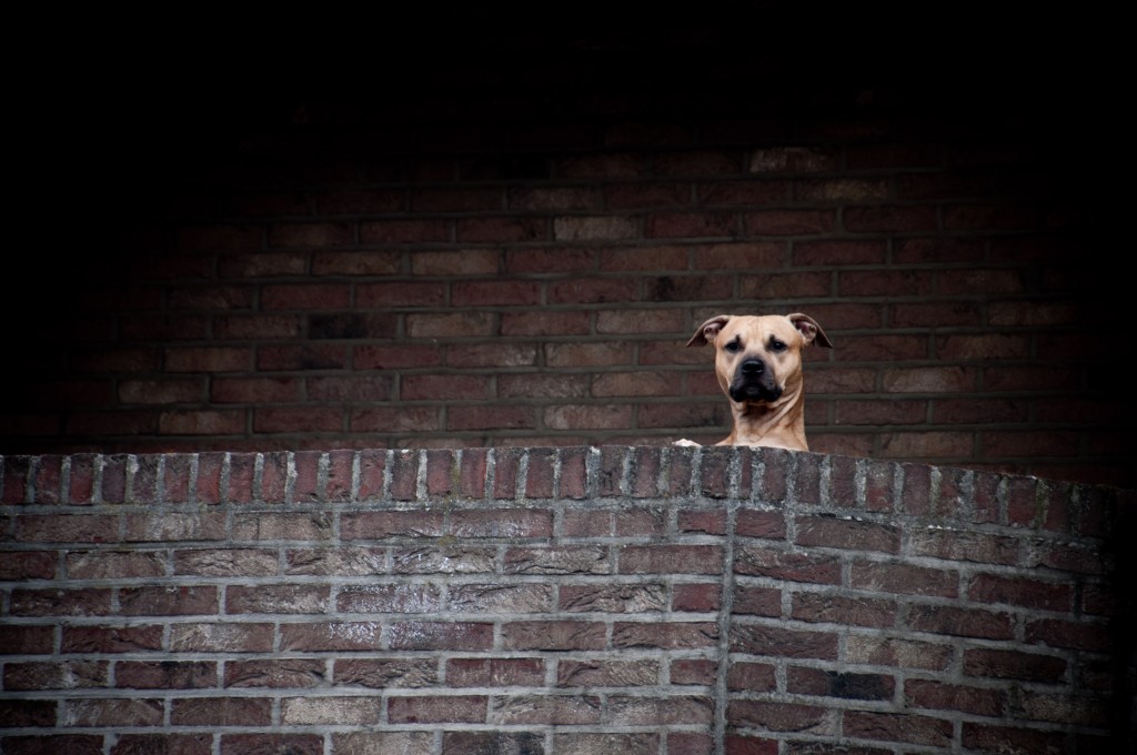 Ein Hund auf einem Balkon in Antwerpen, Belgien