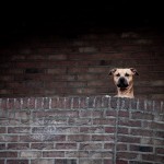 Belgischer Hund
